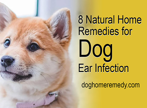 dog home remedy for ear infection