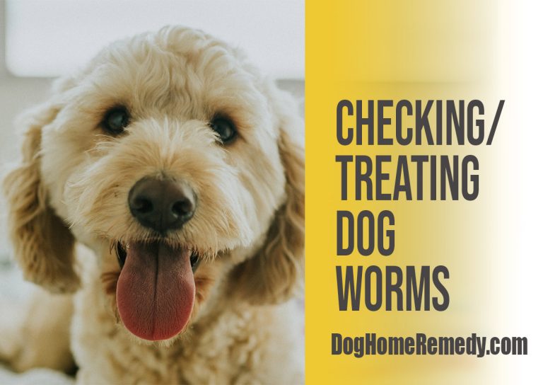 natural-remedy-checking-treating-worms-in-your-dog-dog-home-remedy